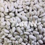 Great Northen Beans | Beans Suppliers | Fine Food Products